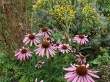 echinacea