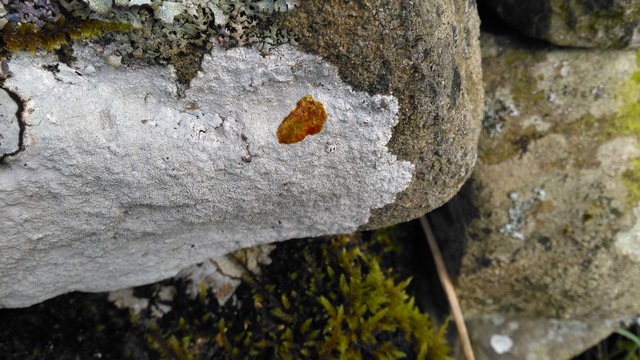 Pertusaria pseudocorallina