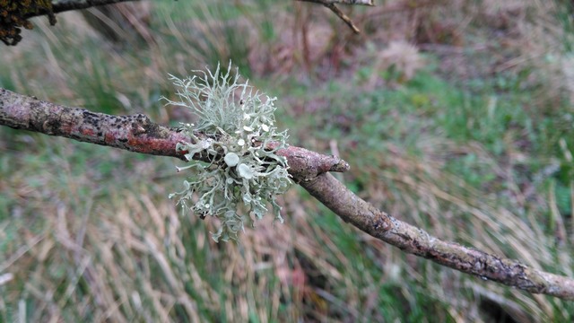 Ramalina fastigiata