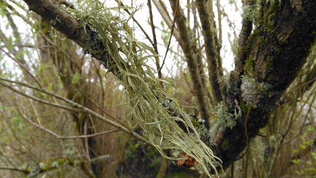 Ramalina