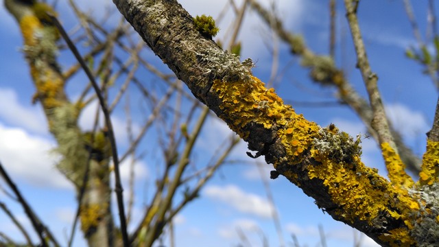 Xanthoria parietina 